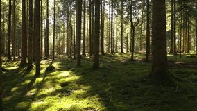 Green mossy forest floor with trees. Backwards fly. Drone shot.	
 - Powered by Shutterstock - Get 15% off with code: PIKWIZARD15