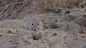 Close-up of two desert gerbils foraging near a burrow in sandy soil. - Powered by Shutterstock - Get 15% off with code: PIKWIZARD15