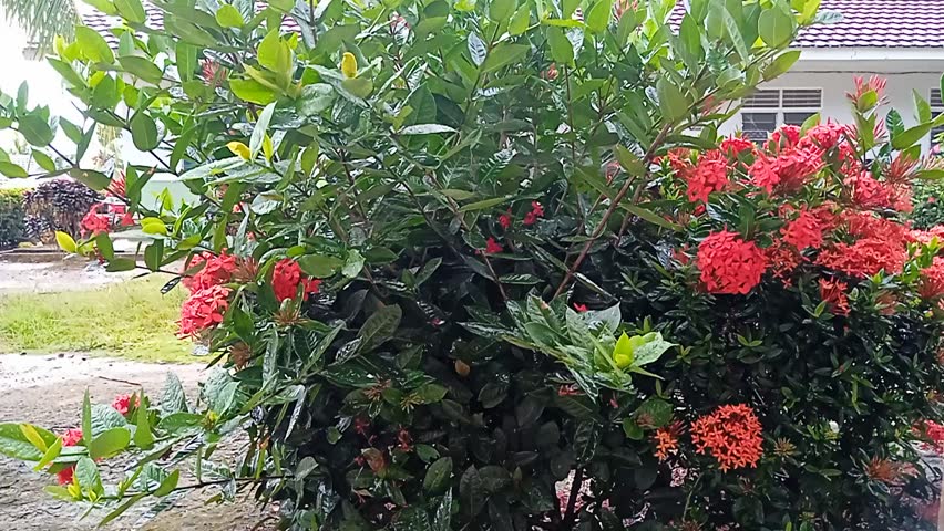 raindrops wet Red Bromeliad Plant Many Petals Leaves Green Garden Medellin