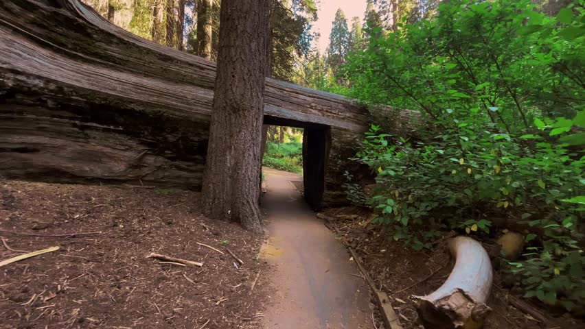 Path in the woods among a fallen sequoia tree, USA famous landmark, non-urban landscape

