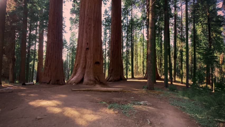 Path among Sequoia forest Non-urban landscape, natural world, reed woods