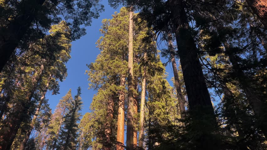 Path among Sequoia forest Non-urban landscape, natural world, reed woods