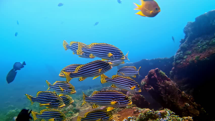 Striped Sweetlips Fishes Undersea Scene. Close-up Shot