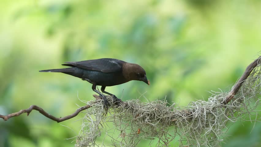A brown-headed cowbird perched on a wire
