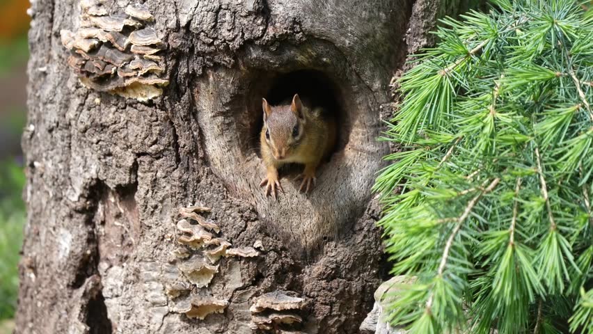 A chipmunk in a hole in a tree