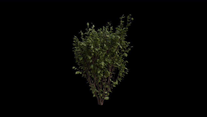 European Hazel blowing in the wind Loop Animation. Wind blows the Shrub Plant Corylus Avellana . Animated Common Hazel swaying in the wind with Transparent Background. Alpha Channel. Loop Animation