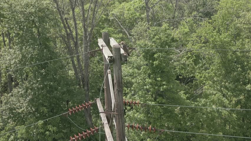 bird sitting on powerline post