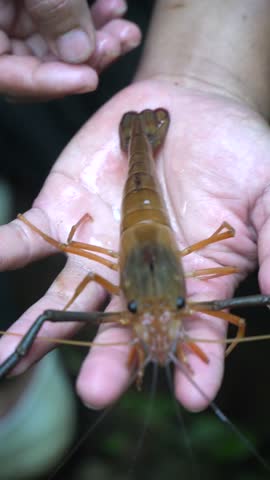 Macrobrachium rosenbergii – Giant Freshwater Shrimp in Tropical Jungle