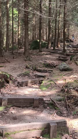 Step into serenity with this captivating image of a crystal-clear forest stream meandering through a peaceful woodland. nature lovers, environmental projects, 