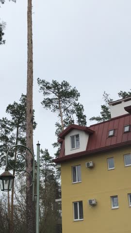 Tall tree near yellow building in forested area on cloudy day
