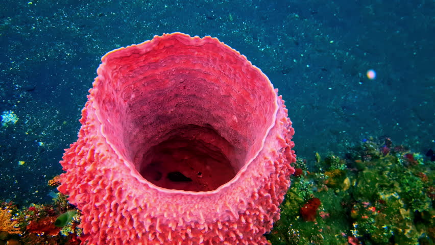 Bright pink barrel sponge growing on reef in Indonesian waters