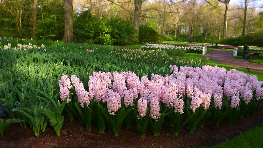 flower garden in bloom in the Netherlands in spring, gimbal shot of a blossoming hyacinth flowerbed in Dutch park of Keukenhof in Holland. High quality 4k footage