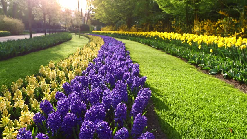 spring morning in Keukenhof garden in bloom in the Netherlands, gimbal shot of a blossoming hyacinths in Dutch flower garden in Holland. High quality 4k footage
