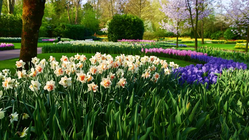 spring flowers in bloom in Keukenhof garden in the Netherlands, flower park in Holland, gardening in the springtime with hyacinths and daffodils in bloom. High quality 4k footage