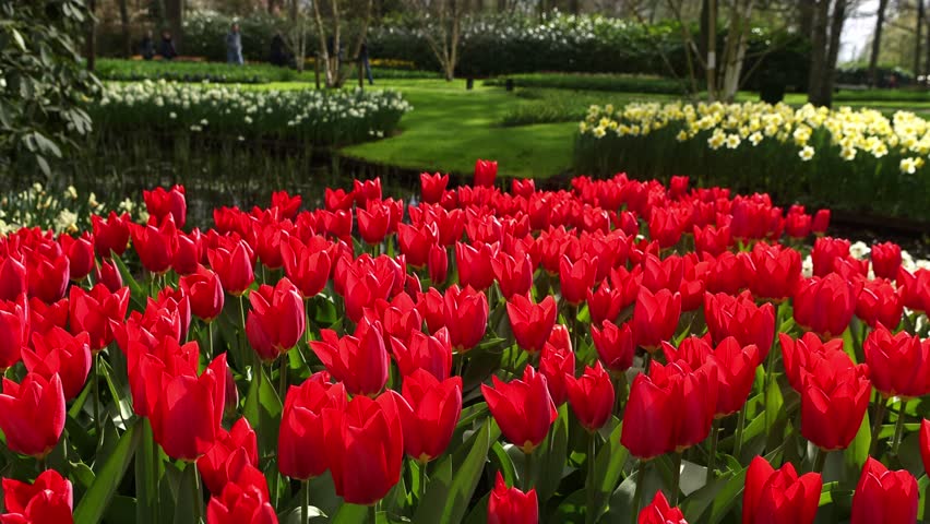 red tulips in Keukenhof garden in bloom in the Netherlands, gimbal shot of a decorative pond and blossoming tulips in Holland. High quality 4k footage