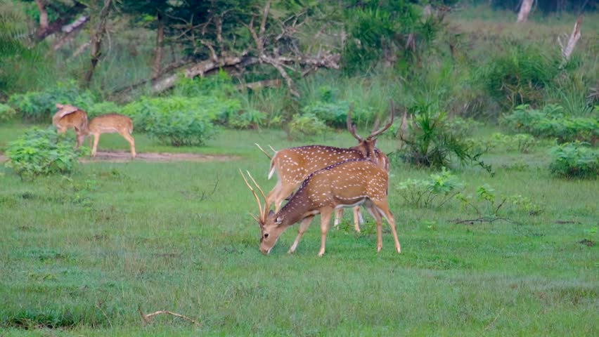 Herd of wild spotted deer with antlers feeding on grass during wildlife safari in Wilpattu National Park Sri Lanka