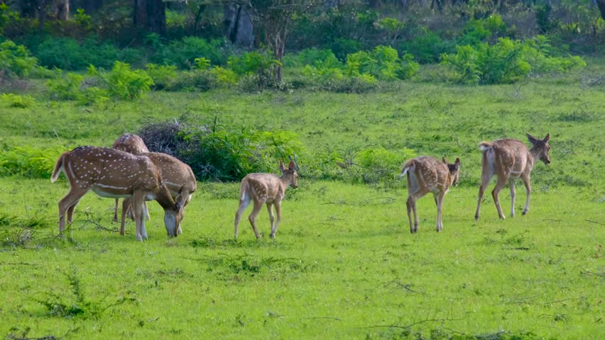Herd of spotted deer feeding on grass and flicking tails on wildlife safari in Wilpattu National Park Sri Lanka