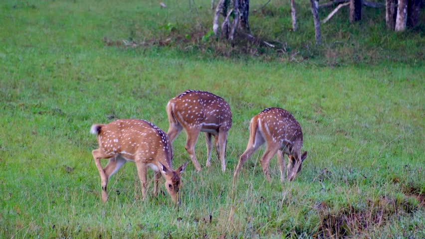 Herd of spotted deer feeding and flicking tails during wildlife safari in Wilpattu National Park Sri Lanka