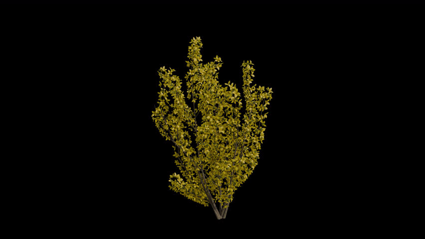 Border Forsythia blowing in the wind Loop Animation. Wind blows Shrub Plant Forsythia Intermedia. Animated Golden Bell swaying in the wind with Transparent Background. Alpha Channel. Loop Animation