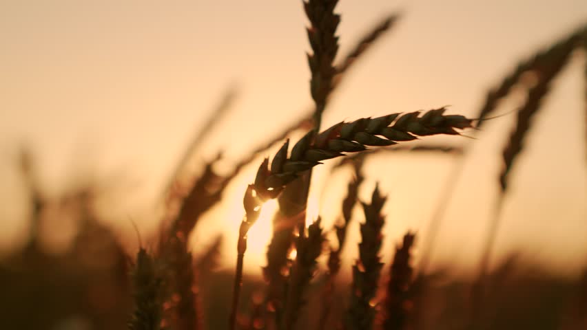 Golden ears of wheat swaying in wind in sun rays, close-up. Agricultural industry. Yellow wheat field ears of grain on field. Ripe wheat harvest. Growing grain. Ripening wheat field summer. Silhouette
