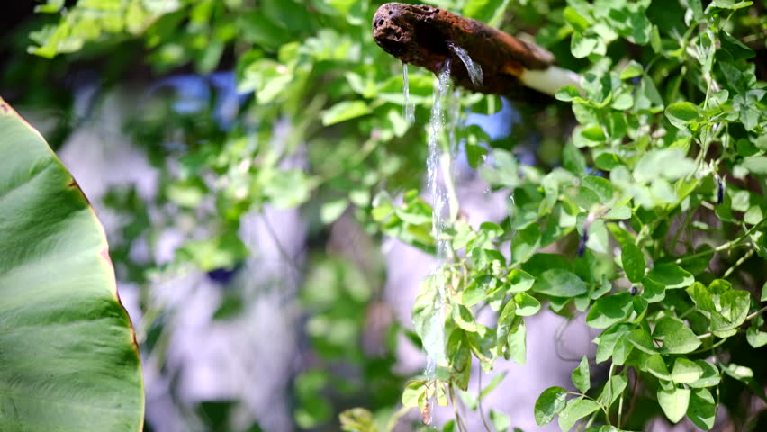 A Tranquil Garden Fountain Surrounded by Lush Greenery and Tropical Plants