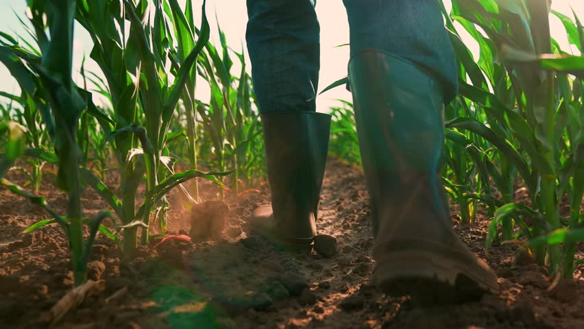 Farmer legs man go with laptop through corn sprouts field. Farmer working in agricultural cornfield. Businessman Farmer in rubber boots walking through corn sprouts plantation. Agricultural business