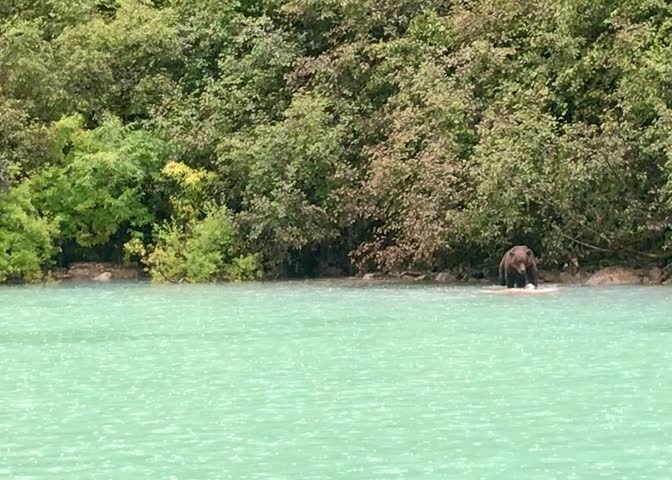Brown bears at the shore of Crescent Lake, Lake Clark National Park