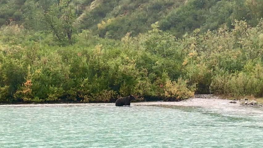 Brown bears at the shore of Crescent Lake, Lake Clark National Park