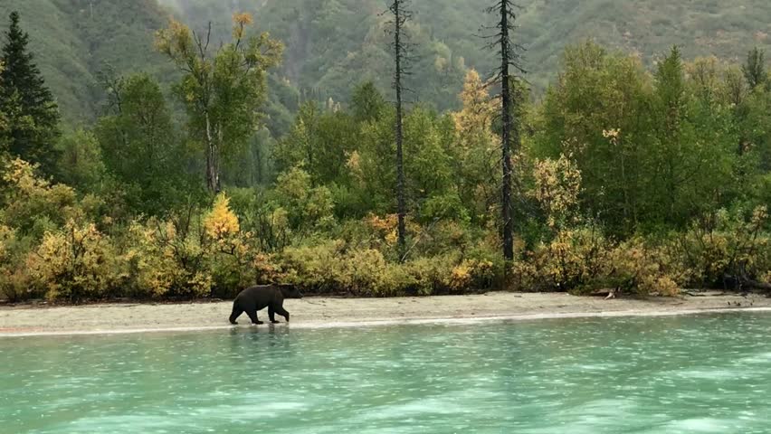 Brown bears at the shore of Crescent Lake, Lake Clark National Park