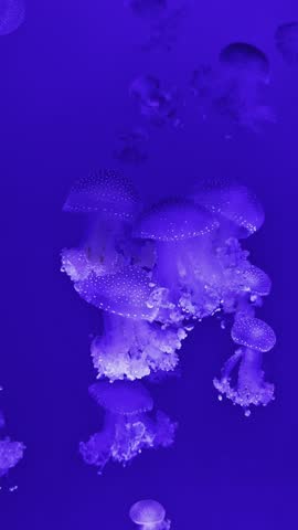 Shutterstock Video