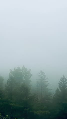 Misty Pine Forest in Morning FoG, Foggy weather over Dense Pine Trees, Mystical fog rolling through pine trees, Foggy Pine landscape 