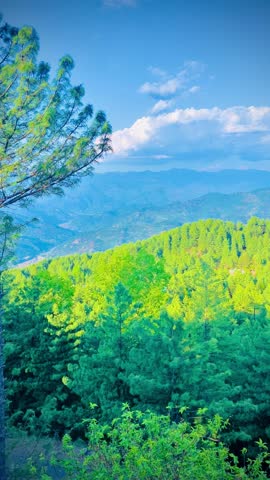 Pine trees with Clear Blue Sky with Floating Clouds, Majestic Pine Forest against a Bright Blue Sky, Sunny Day over Pine trees with fluffy Clouds,  Lush pine trees under Open Blue skies