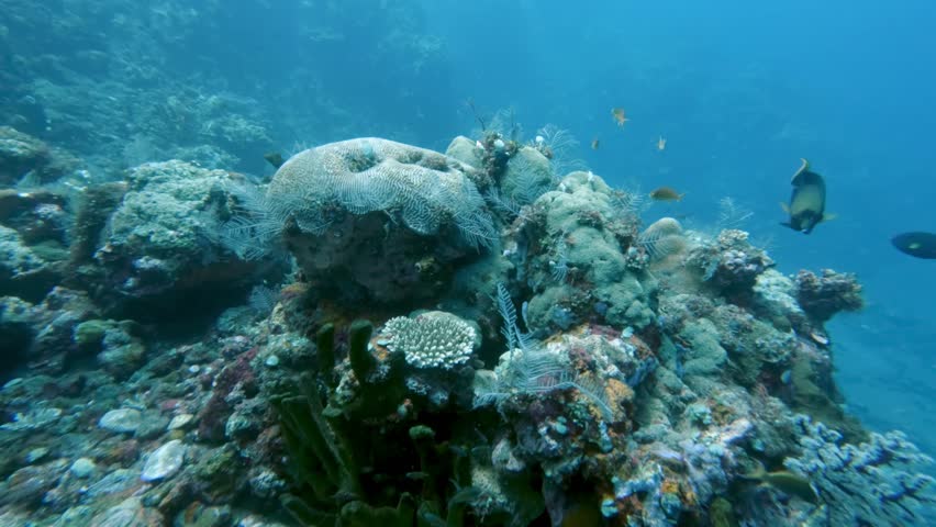 Close View on Beautiful Coral Reef and Tropical Fishes Swimming in Blue Water of Warm Sea. Ocean Stones Covered by Many Plants Growing Undersea. Real Marine Nature and Healthy Life of Small Animals