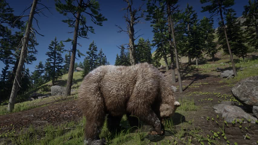 3D. USA. California. Cascade Mountains. Shasta Trinity National Forest. Grizzly Bear Before its extinction in 1920