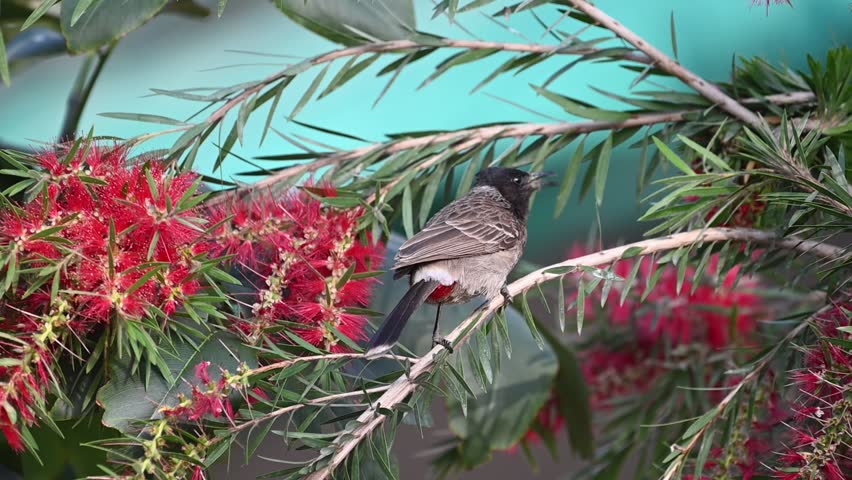 footage of red vented bulbul on the red bottle brush flower, The red-vented bulbul is a member of the bulbul family of passerines. 
