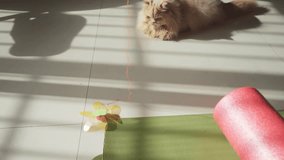 British longhair cat and pet owner playing with cat toy in the sunshine of living room - Powered by Shutterstock - Get 15% off with code: PIKWIZARD15