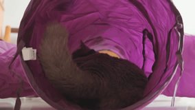 British shorthair cat tries to go through the cat toy tunnel, full of curiosity - Powered by Shutterstock - Get 15% off with code: PIKWIZARD15