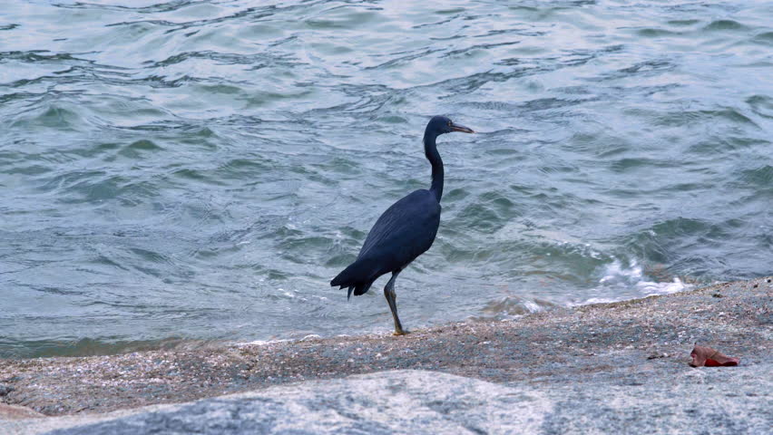 Great blue heron standing on the beach near the water