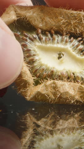 Vertical video. Close-Up of Dehydrated Kiwi with Hairy Skin and Darkened Center Among Dried Fruits on Reflective Black Surface. Hand Visible Holding One of the Fruits