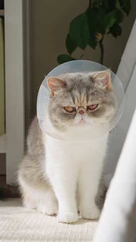 Cute cat wearing an Elizabethan collar (cone of shame) sitting on a sofa. The pet is recovering at home in a cozy, sunlit living room. Veterinary care and pet health concept.