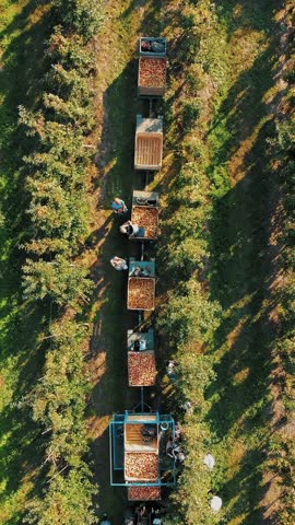 Farmers are picking juicy ripe apples from trees in apple orchard. tractor slowly rides between apple tree rows with large wooden boxes full of freshly picked apples. autumn