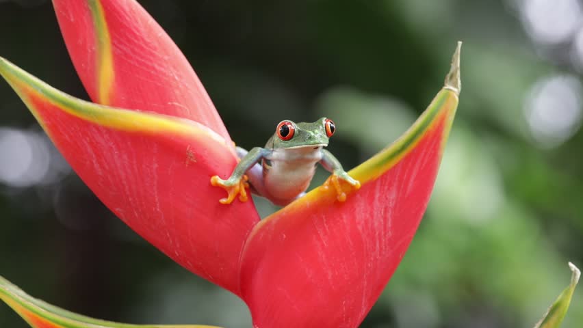 Footage Red-eyed tree frog climbing on dwarf jamaican heliconia flower, Red-eyed tree frog (Agalychnis callidryas) closeup on flower, Green tree frog footage
