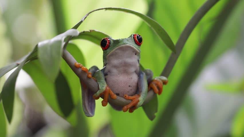 Footage Red-eyed tree frog sitting on a branch sheltering under a leaf, red-eyed tree frog (Agalychnis callidryas