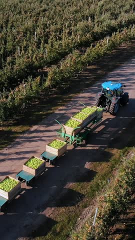 Apple orchard, harvest of apples, tractor carries large wooden boxes full of green apples, top view, aero video