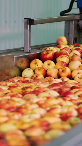 Fresh picked apple harvest. The process of washing apples in a fruit production plant, Special bath, packing tub at fruit warehouse. Sorting apples at the factory. food industry