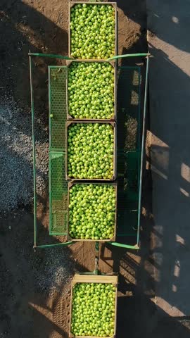 Fresh picked apple harvest on farm. small loaders, forklift trucks, machines unload and load, put large wooden boxes full of green apples on top of each other. top view, aero video.