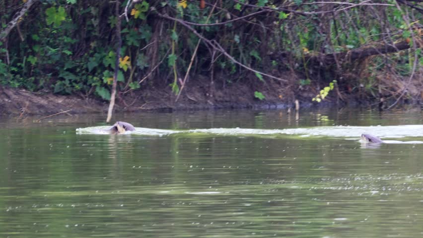 The smooth-coated otter is a mammal that feeds on water sources in communities and pristine natural forests in Thailand.