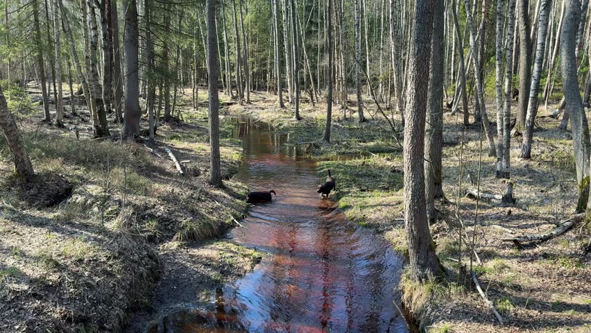 Chocolate Labrador retrievers run along a spring stream, enjoying water treatments and a walk in the woods. adult dogs.