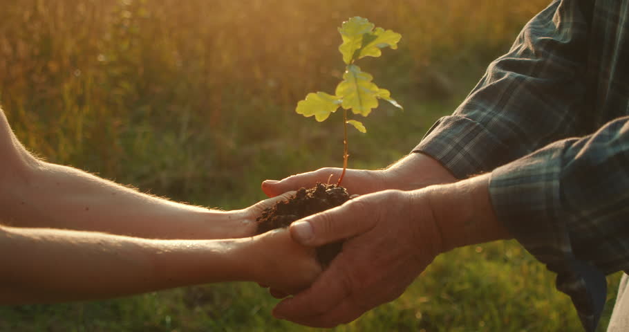 Hands passing a young tree seedling symbolizing growth care and environmental legacy