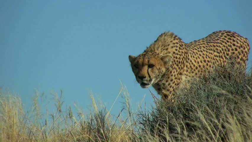 A graceful cheetah prowling through the savanna, showcasing its speed, stealth, and elegance. A powerful wildlife video of the world’s fastest land animal in its natural habitat.
